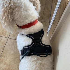Large Dog Harness